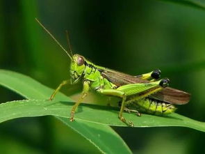 什么的蚂蚱，什么的蚂蚱填空形容词