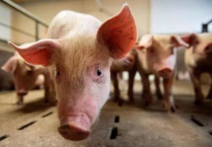 鸡和猪，鸡和猪相配婚姻如何