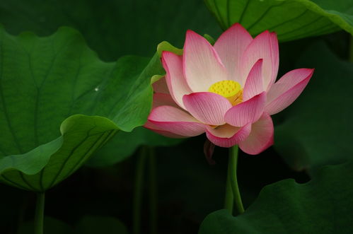 种荷花，种荷花怎么种