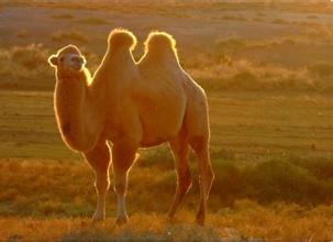 骆驼英文，骆驼英文怎么读
