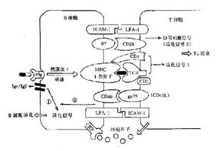 Th细胞的简介