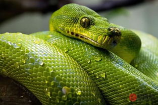 梦见自己变成蛇，梦见自己变成蛇妖