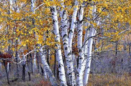 树叶图片 这是什么树(学名)