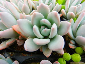 多肉植物喜欢阳光吗，多肉植物喜欢阳光吗,怎么浇水