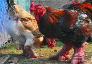 鸡叫的时候，鸡叫的时候是什么时辰?