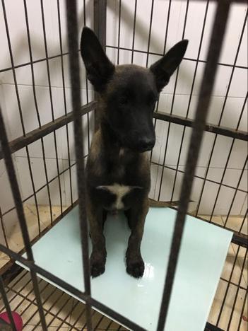 马犬好听顺口的名字，马犬怎么训练听话