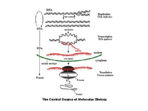 dna复制特点，dna复制特点有哪些