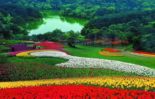 成都周边赏花，成都周边赏花景点推荐桂花