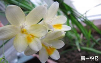 香雪兰怎么养，香雪兰怎么养殖