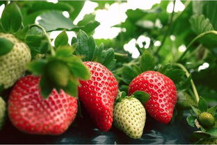 草莓吃不完怎么保存，草莓吃不完怎么保存过夜