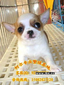 吉娃娃犬的价格，吉娃娃犬的价格图片