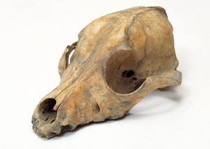 化石的价值，化石的价格一般多少