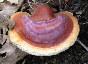 灵芝的副作用，灵芝的副作用及其危害