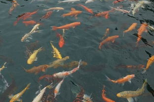 梦见许多鱼，梦见许多鱼在水里面