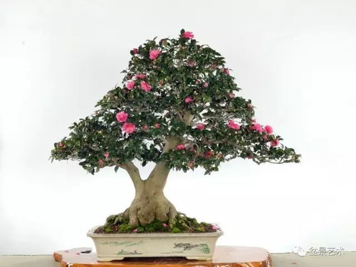 茶花什么时候嫁接成活率高