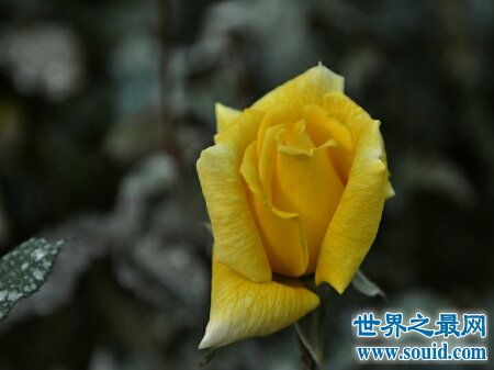 花枝招展是什么意思，花枝招展是什么意思《春》