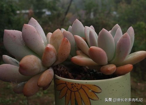 多肉怕冷吗，多肉怕冷吗低于多少度