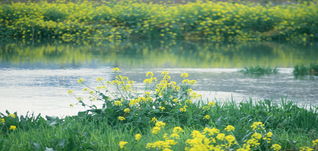 春天的景物有哪些，冬天的景物有哪些