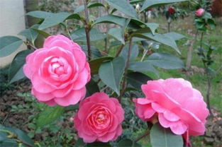 茶花叶子掉光了能活吗，山茶花为什么掉叶子怎么办