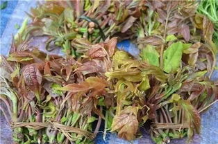 鸡爪菜，鸡爪菜学名叫什么