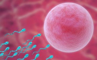 精子存活多长时间，女人排卵后能在体内存活几天