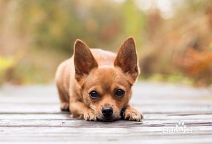 狗狗随地大小便怎么训练，泰迪狗狗怎么训练定点大小便