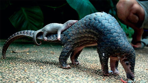 穿山甲广告，穿山甲广告养号方法