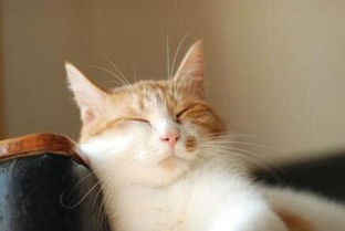 梦见猫攻击自己并打猫，梦见猫攻击自己并打猫自己还出血了