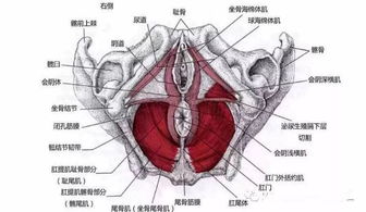 盆底肌松弛怎么锻炼，盆底肌松弛怎么锻炼视频
