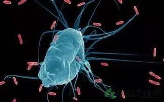 鲍曼不动杆菌传播途径，鲍曼不动杆菌传播途径图片