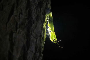 昆虫都有哪些，食虫植物有哪些