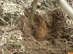 挖竹笋，挖竹笋作文