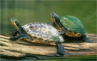 乌龟什么时候吃东西，龟都吃什么食物