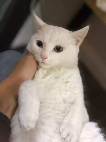 伊丽莎白圈为什么叫伊丽莎白，伊丽莎白圈为什么叫伊丽莎白圈?