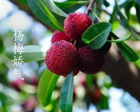 杨梅成熟的季节是几月，舟山杨梅成熟的季节是几月