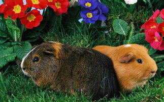 小动物有哪些，小动物有哪些特殊本领