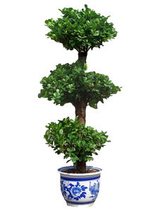 摇钱树植物图片