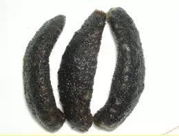 海茄子，海茄子和海参的区别图片