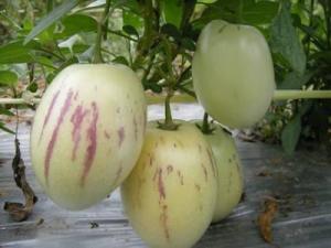 香瓜茄，香瓜茄和人参果的区别