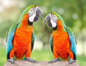 什么鹦鹉会说话