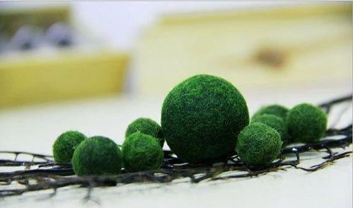 海藻球怎么繁殖生宝宝 海藻球如何繁殖生宝宝