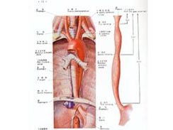 挫伤,擦伤,裂伤都具体指什么,他们有什么区别