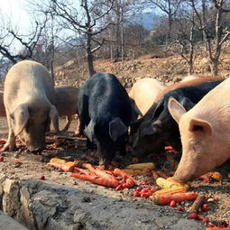 在农户圈养肉猪的过程中,会不会污染环境?