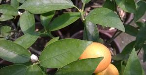 金桔树的养殖方法和注意事项盆栽