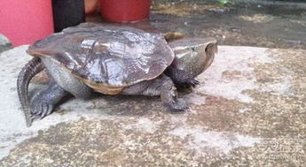 石龟图片，石龟有什么功效和作用