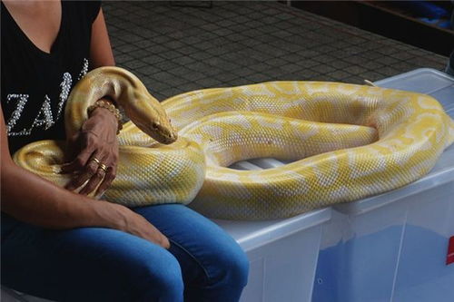 梦见蛇缠脖子寓意