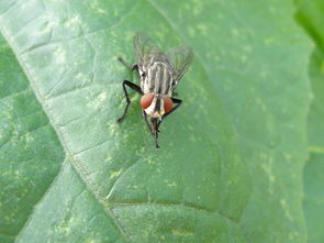 无头苍蝇是什么意思，为什么说是无头苍蝇