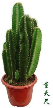 仙人柱，仙人柱开花