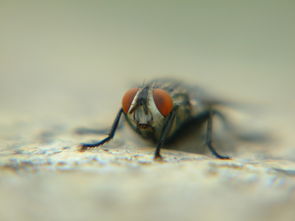 苍蝇头，苍蝇头是什么菜