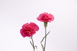 康乃馨真花图片，康乃馨真实图片